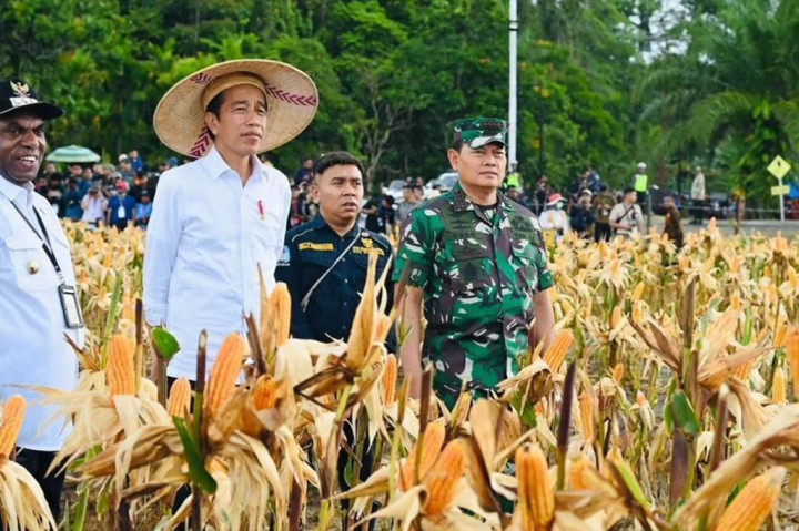 Presiden Jokowi: Hasil Panen Jagung Keerom di Atas Standar Nasional