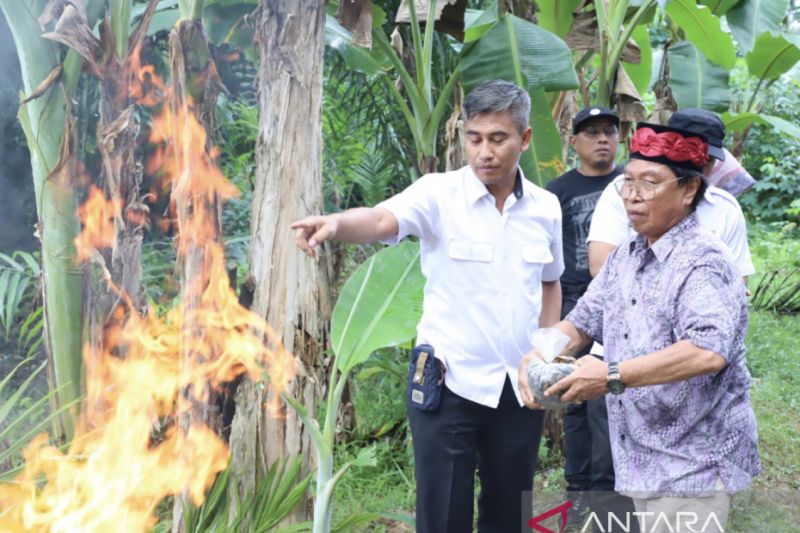 Ribuan benih sawit ilegal yang tidak memenuhi standar mutu dimusnahkan. Foto: Branda ANTARA