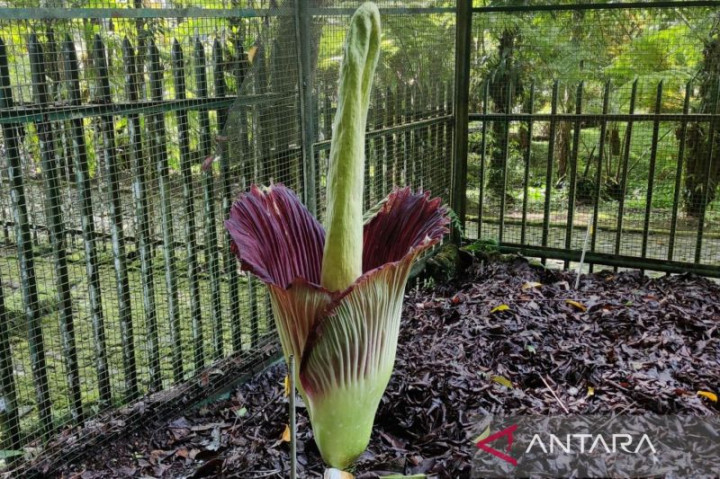 Bunga Bangkai Raksasa Mekar Sempurna di Kebun Raya Cibodas