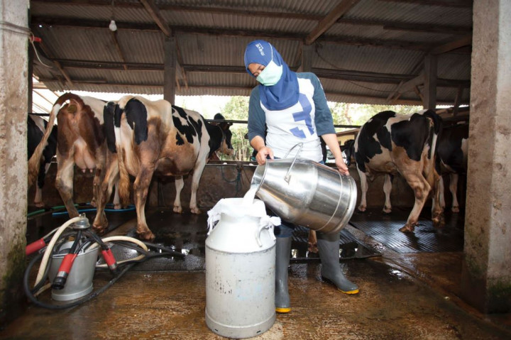 Kemenperin Akui Industri Susu Terganjal Regenerasi Peternak