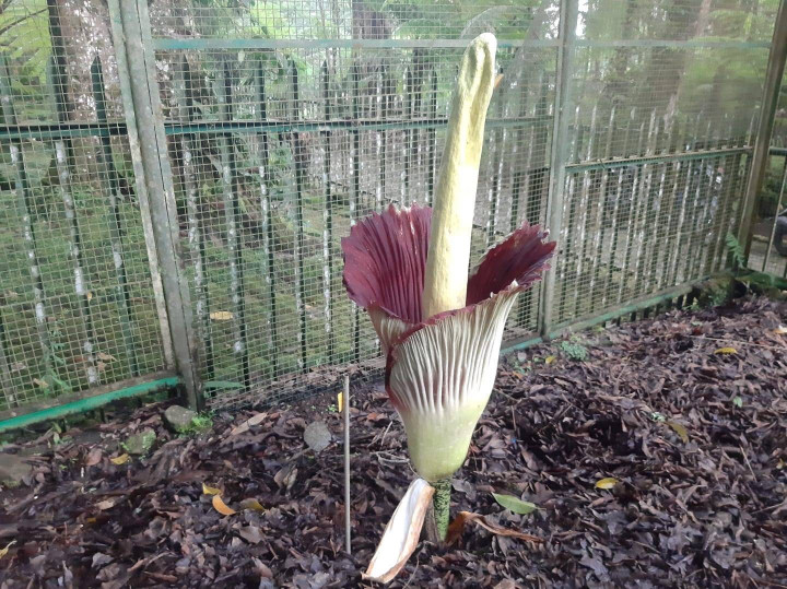 Mau Lihat Bunga Bangkai? Yuk ke Kebun Raya Cibodas, Lagi Mekar Nih!
