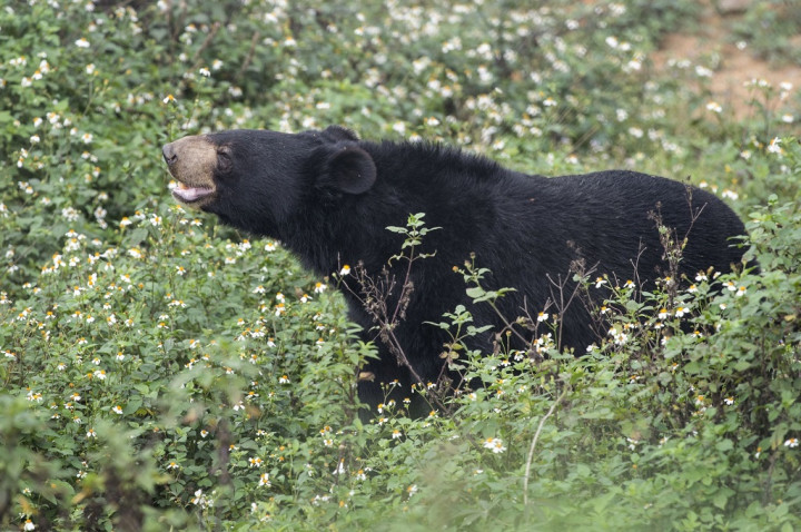 Habitat Rusak, Kawanan Beruang Madu Serbu Permukiman Warga