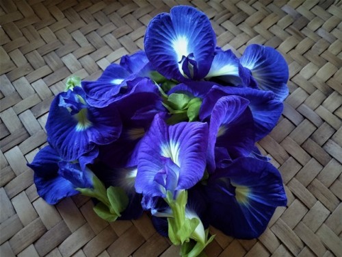 Jangan Salah Kaprah, Ternyata Kembang Telang tak Baik untuk Kesehatan Mata