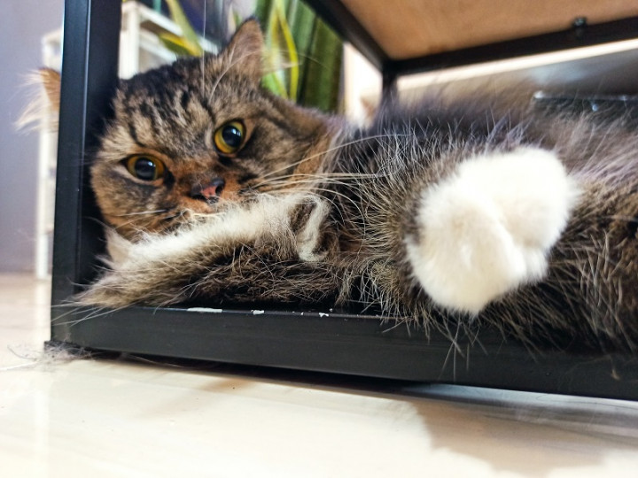 21 Kucing Mati Mendadak di Sunter Diinvestigasi