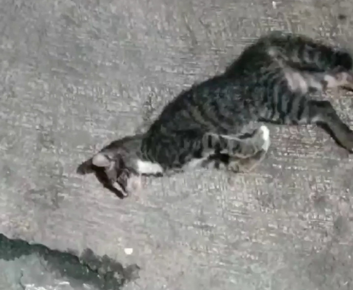 Kucing Mati Mendadak di Sunter Agung Bertambah, Total 22 Ekor