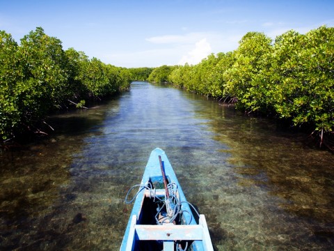 Aksi Kolaboratif Melestarikan Mangrove Jakarta (Foto: dok MI)