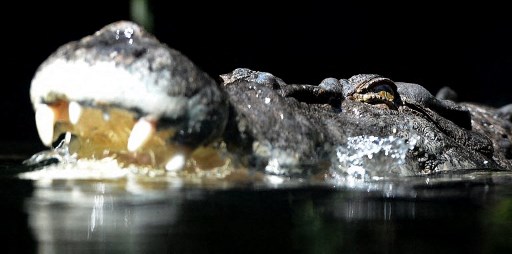 Bocah Diterkam Buaya di Mempawah Kalbar Ditemukan Meninggal