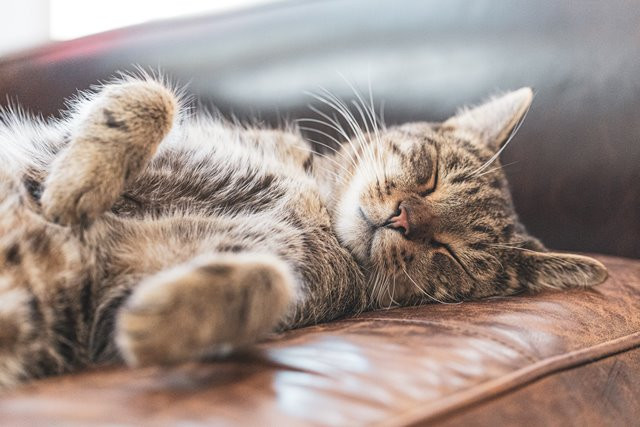 Kenapa kucing tidur terus? Ini penjelasan ahli. (Foto: Ilustrasi/Dok. Unsplash.com)