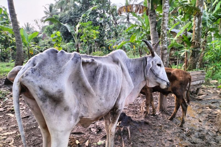 Pemkab Lampung Selatan Siagakan Tim Dokter Hewan Cegah Antraks