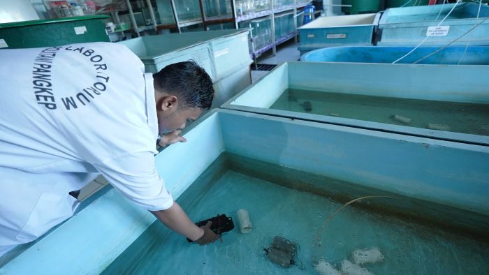 6 Tips Memilih Benur Udang ala Dosen Politani Pangkep