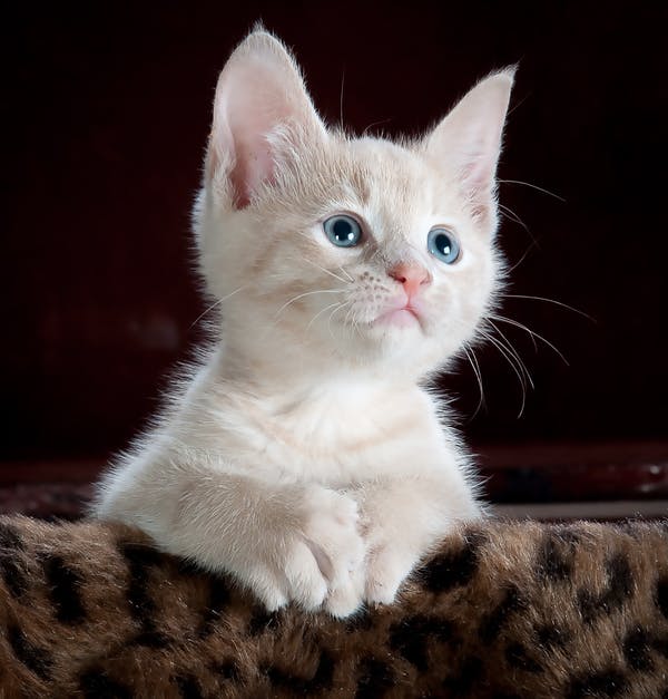Kucing, foto: pixabay