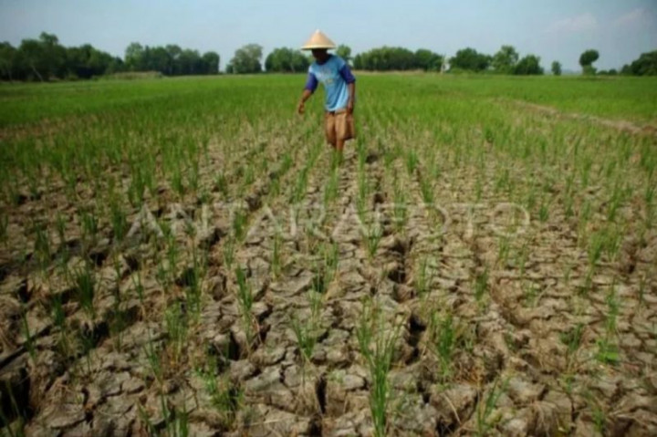 7 Kabupaten di Sumsel Berpotensi Kekeringan