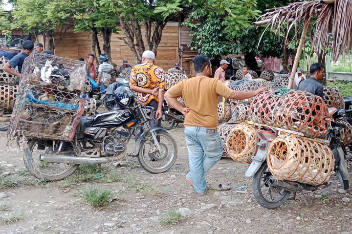 Sepi Pembeli, Harga Ayam Lokal Anjlok di Aceh