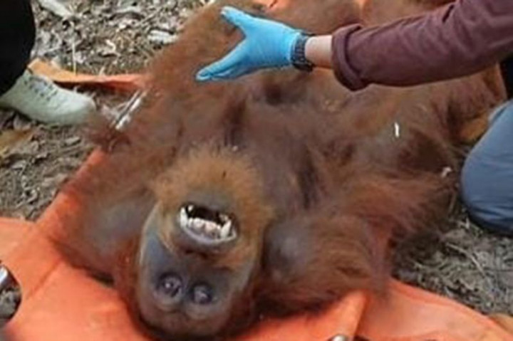 Orang Utan Terjebak di Perkebunan Warga Dievakuasi BKSDA Aceh