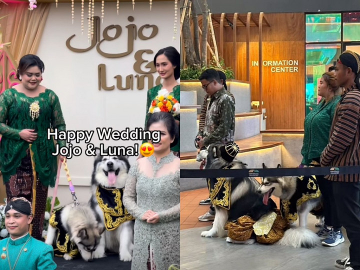 6 Fakta Pernikahan Anjing Menggunakan Adat Jawa
