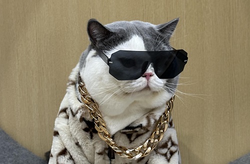 Meraup <i>Cuan</i> di Platform Digital via Kucing