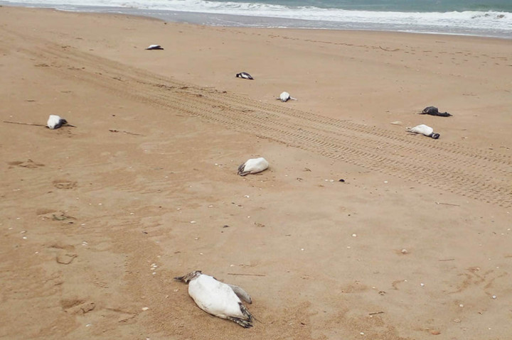 Potret Ribuan Penguin Mati Terdampar di Pantai Uruguay