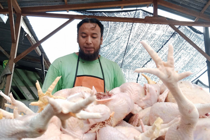 Harga Anjlok, Sejumlah Padagang Ayam Potong di Aceh Gulung Tikar
