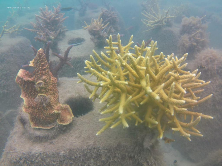 Biro Klasifikasi Indonesia Dukung Kelestarian Laut