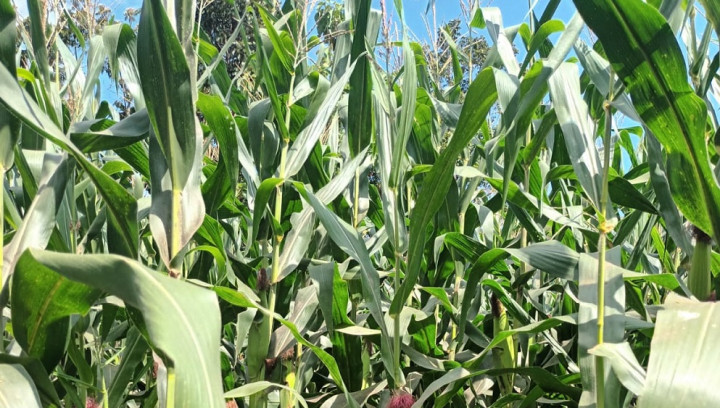 Meningkatkan Produksi Jagung untuk Ketahanan Pangan Indonesia