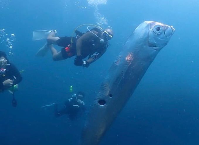 Penyelam Temukan 'Ikan Kiamat', Benarkah Tanda Akan Ada Bencana Alam?
