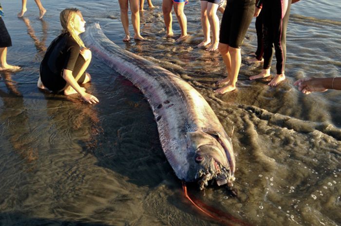 9 Fakta 'Ikan Kiamat' yang Dipercaya Pertanda Datangnya Bencana