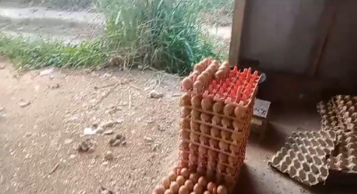 Ratusan Ayam Mati dan Banyak Telur Busuk Usai Peternakan Disegel