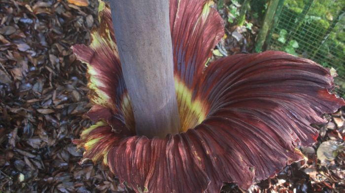 3 Tumbuhan Langka di Indonesia yang Terancam Punah