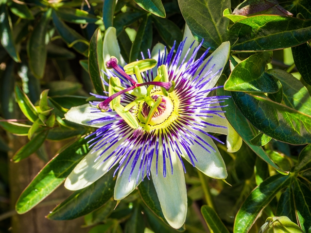 Berdasar laporan yang ada, suplemen herbal dari passion flowers mungkin memiliki beberapa manfaat kesehatan. (Foto: Ilustrasi/Dok. Freepik.com)