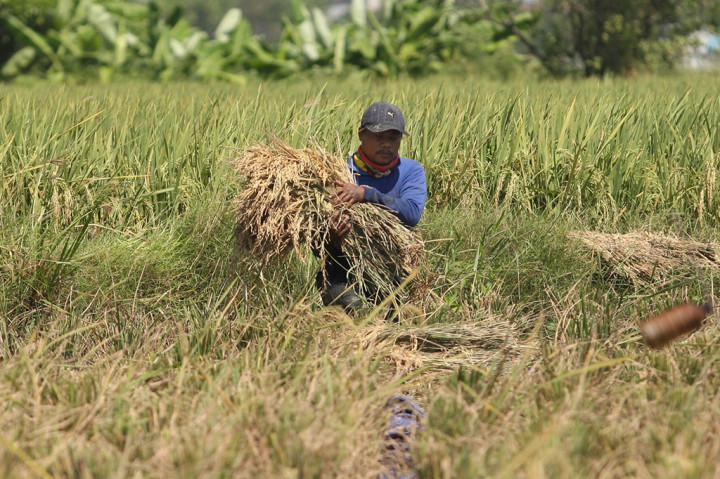 Buruh Tani Cilincing Panen Padi dengan Hasil Memuaskan