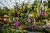 Keindahan Anggrek Indonesia di Orchid Extravaganza: Orchid of the East Tropics
