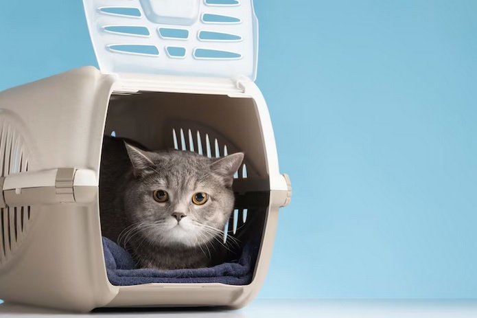 Jangan Salah Lagi, Begini Cara Membersihkan Litter Box Kucing