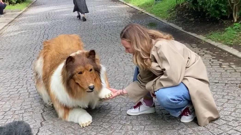 Viral, Pria Jepang Rela Habiskan Ratusan Juta Demi 'Berubah' Jadi Anjing