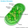 Ketahui Fungsi Penting Kloroplas pada Sel Tumbuhan