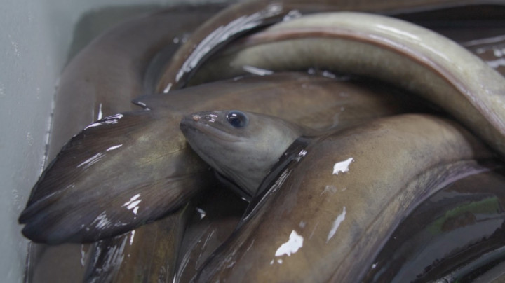 Mengenal Manfaat Ikan Sidat, Tak Kalah dari Salmon