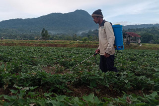 Alami El Nino, Petani Padi di Aceh Beralih ke Tanaman Ubi Rambat