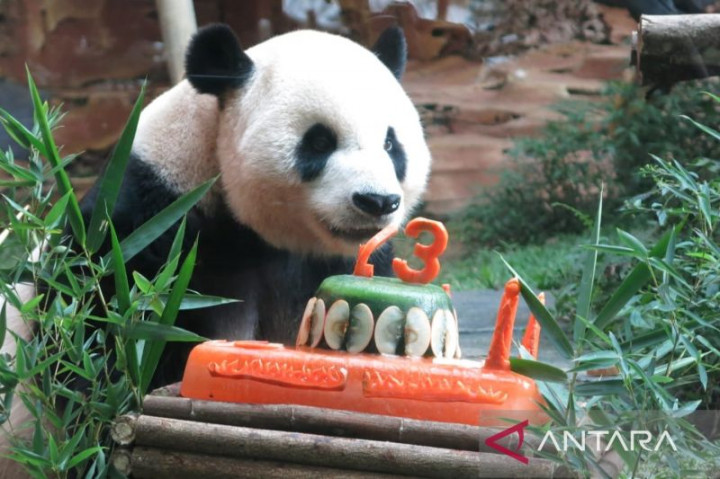 Cai Tao Panda Jantan di Taman Safari Bogor Rayakan Ultah ke-13