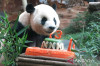 Cai Tao Panda Jantan di Taman Safari Bogor Rayakan Ultah ke-13