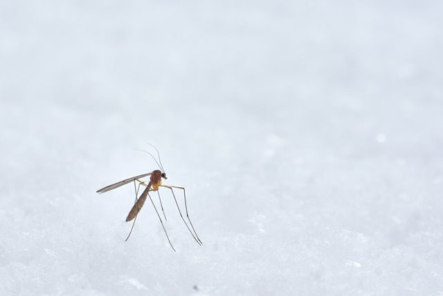 Virus West Nile adalah penyakit menular yang disebabkan oleh kuman mikroskopis. (Foto: Ilustrasi/Dok. Unsplash.com)