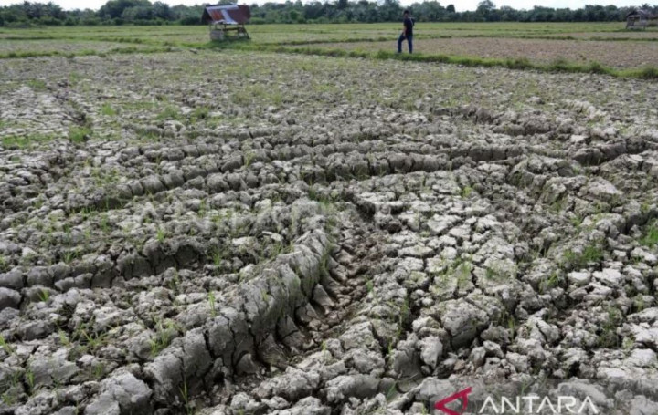 Gerak Cepat, Kementan Salurkan Bantuan 2,3 Ton Pangan untuk Masyarakat Papua Terdampak Cuaca Ekstrem