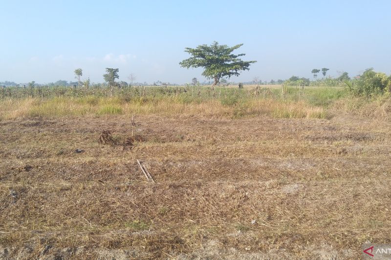 Lahan persawahan di Sukawati, Gianyar, Bali, kering memasuki musim kemarau di Gianyar, Bali, Minggu, 25 Juni 2023. Foto Antara/ Dewa Ketut Sudiarta Wiguna