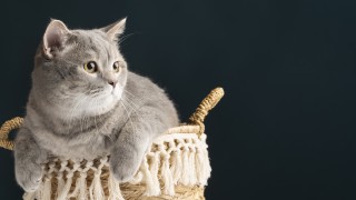 Hari Kucing Sedunia 8 Agustus: Sejarah, Makna, dan Twibbon