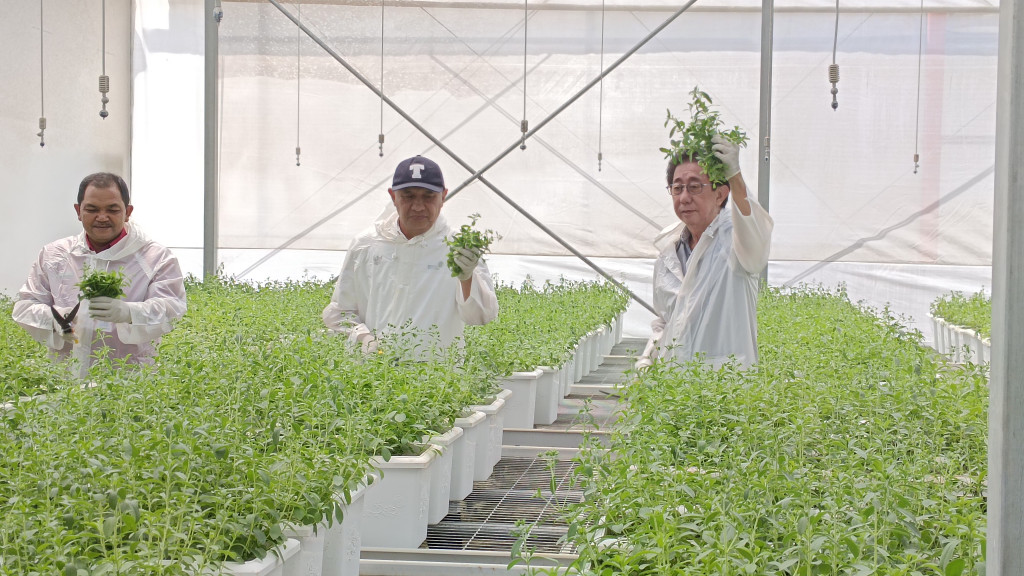 Menteri Koperasi Panen Tanaman Stevia di Sido Muncul