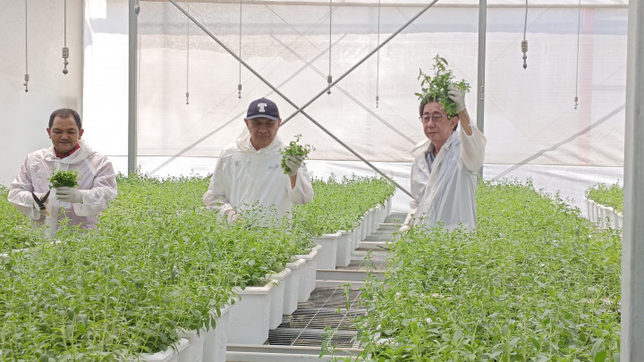 Menteri Koperasi Panen Tanaman Stevia di Sido Muncul