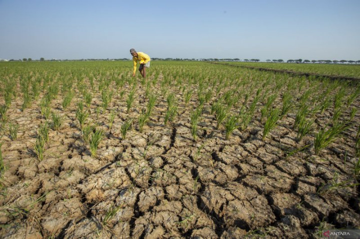 Gibran Koordinasi dengan Sejumlah Daerah Antisipasi Dampak Kekeringan