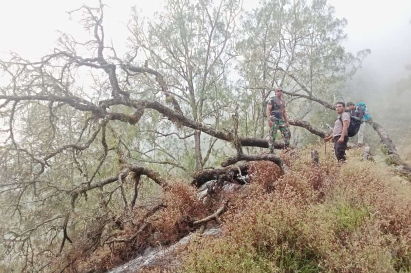 Petugas memeriksa lokasi kebakaran lahan di Taman Nasional Gunung Rinjani, Pulau Lombok, Nusa Tenggara Barat. Antara/HO Humas TNGR Rinjani