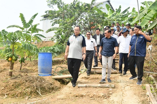 Pepaya Calina Inovasi IPB Akan Dijual di Gerai Indomaret se-Kabupaten Bogor