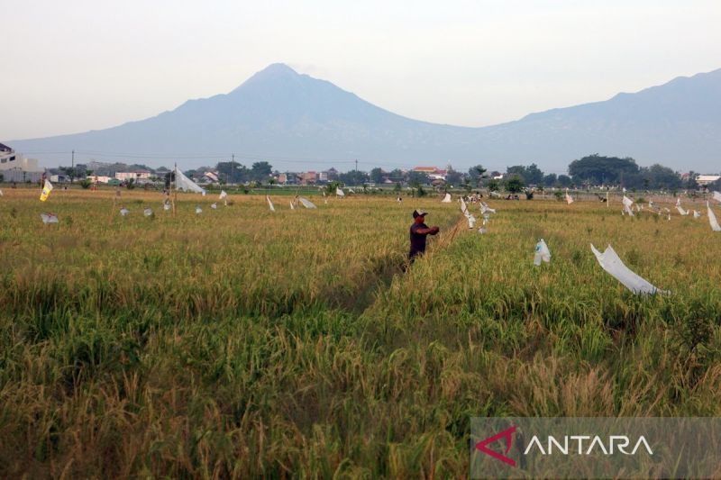 Petani di Boyolali Diimbau Jaga Pola Tanam Hadapi Kekeringan