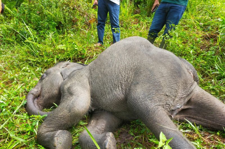 Anak Gajah di PLG Minas Riau Mati Terinfeksi Virus
