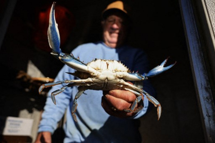 Ancam Industri Kerang, Kepiting Biru 'Invasi' Perairan Italia
